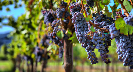 一年四季，葡萄藤在忙活什么？